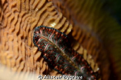 Persian carpet flatworm (Psuedobiceros bedfordi). d7000, ... by Alistair Bygrave 